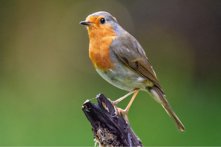 Bhutan Birding & Nature Discovery