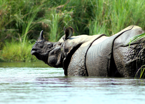 Chitwan Jungle Safari – 3 Days Adventure
