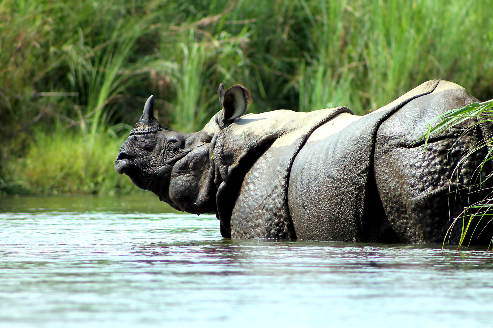 Chitwan Jungle Safari – 3 Days Adventure