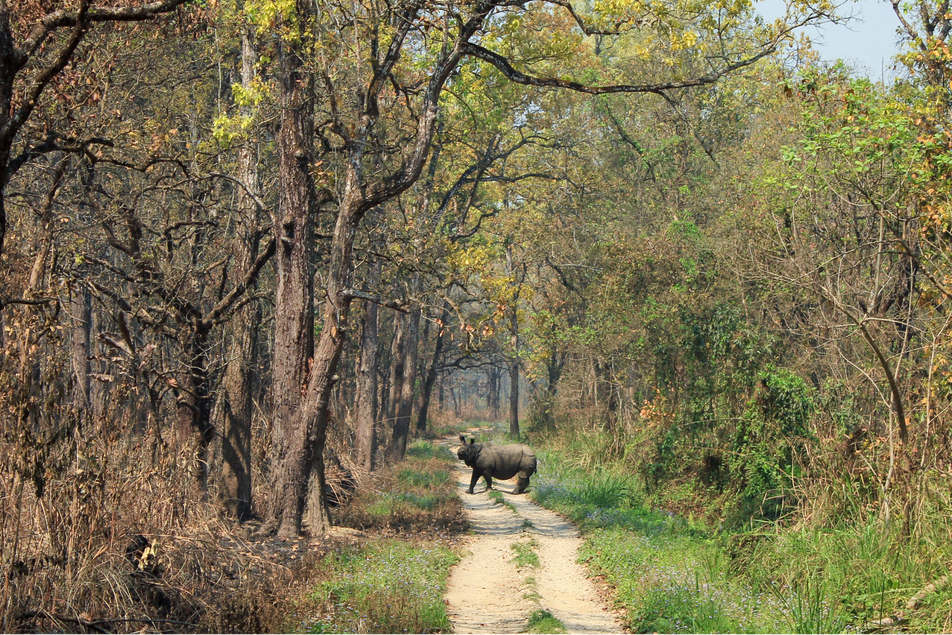 Chitwan Jungle Safari – 4 Days Adventure with Tower Night Stay