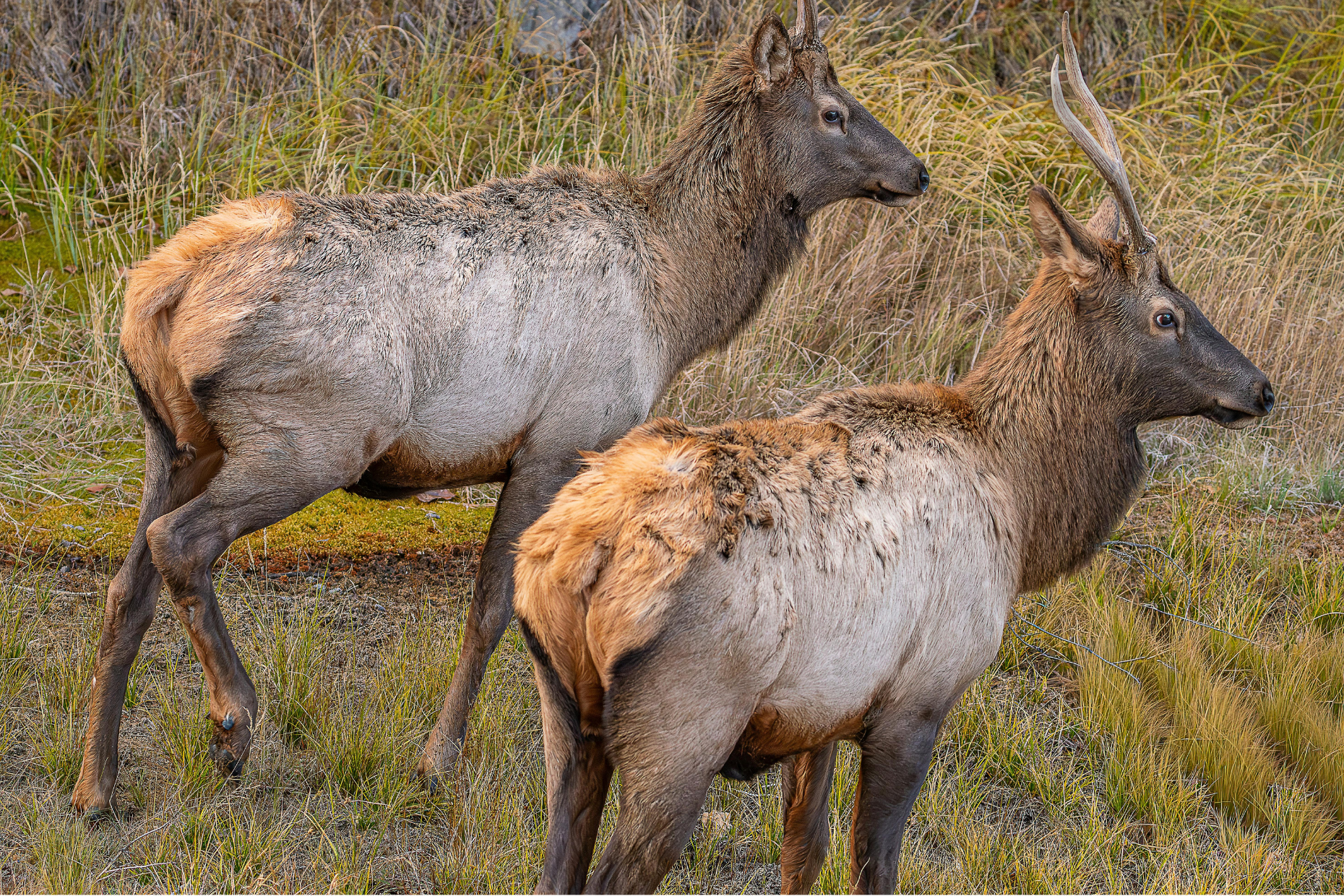 Safari Adventure in Bardia (3D/2N)